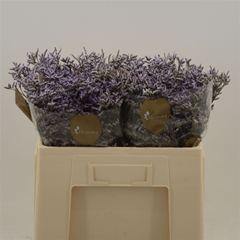 Lim Safora Lilac 60cm 20gram