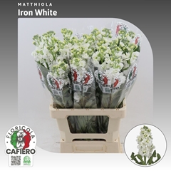 Matth Iron White 70cm 23