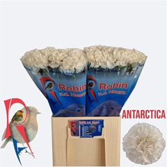 Di St Antarctica