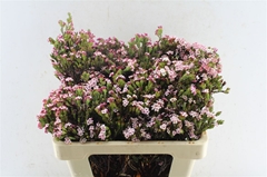 Erica Fastigiata 50cm