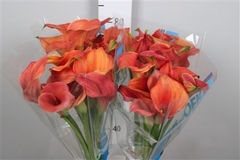 Zanted Sunset Passion 80cm