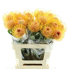 Leuco Soleil 60cm