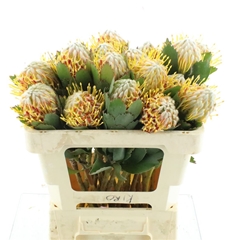 Leuco Nut Veldfire 50cm