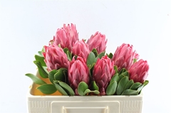 Protea Red Rex 50cm