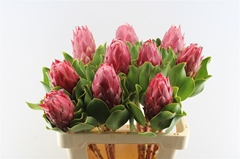 Protea Red Rex 60cm