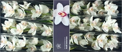 Cymb Mrs Whte Crystal 80cm 12+