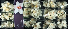 Cymb Antonella 50cm 5+