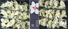 Cymb Antonella 80cm 13+