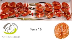 Anth A Terra 11cm Ø