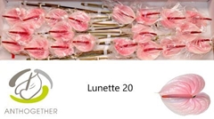Anth A Lunette 9cm Ø