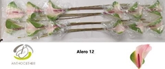 Anth Alero 13cm Ø