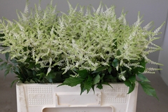 Astil Washington 55cm