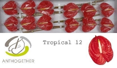 Anth A Tropical 13cm Ø
