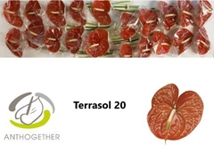 Anth A Terrasol 9cm Ø