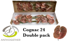 Anth A Cognac 13cm Ø
