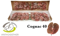 Anth A Cognac 11cm Ø