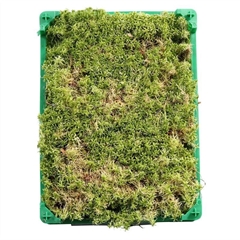 Sphagnum (VEENMOS)