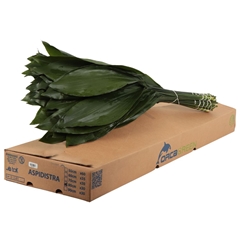 Aspidistra E Per Bunch 80cm