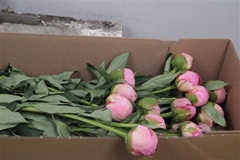 Paeo L Mrs F D Roose 55cm 23 Cl