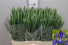 Iris Blue Magic 60cm 27gram