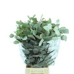 Euc Populifolia Pb 70cm 300gram