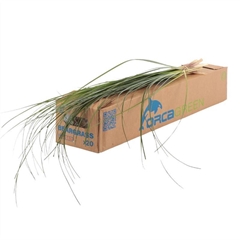 Xerophyl Beargras Bs 75cm