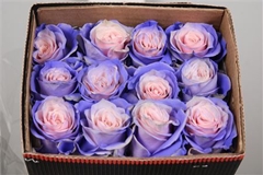 R Gr Colortreated 70cm