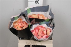 Ran Elegance Salmon 50cm 10gram