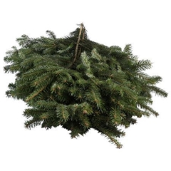 Abies Nordman Bunch 500gram