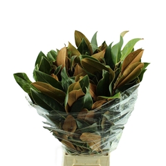 Magnolia Grandifl Bs 60cm 400gram