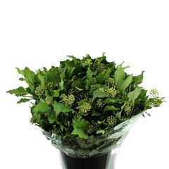 Hedera Met Bes P Bunch 50cm 400gram