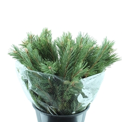 Kerstgroen Ov Bunch 60cm 400gram