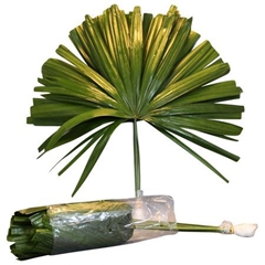Chamaerops Sp. Blad 55cm