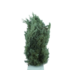 Cupres Sempervirens 5000gram