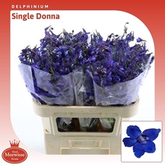 Delph En Donna Blue 70cm 23