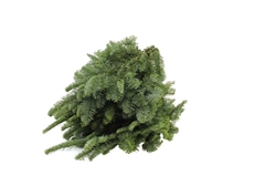 Abies Nob Groen Bunch 60cm