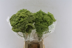 Ammi Visn Green Mist 70cm