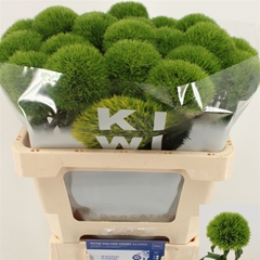 Di Barb Kiwi Mellow 60cm