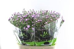 Ast Double Da Pink 80cm 25gram