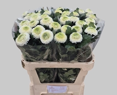 Chr G Boris Becker 80cm 65gram