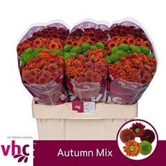 Chr San Mixed 55cm 110g