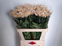 Chr G Avignon Champa 80cm 75gram