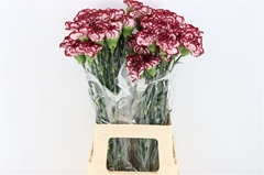 Di St Boheme 70cm 23