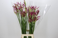 Ne Bo Alexandra 80cm