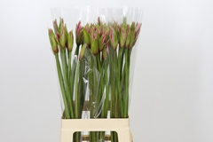 Ne Amarine Aphrodite 70cm