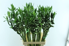 Lucky Bamboo Stem Spiral 90cm