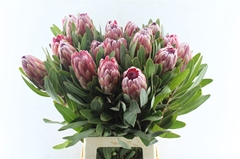 Protea Pink Ice 70cm