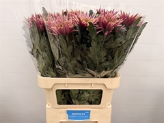 Chr G Tula Sharletta 80cm 90gram