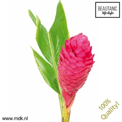 Alpinia Purpurata 90cm