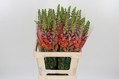 Antir Ho Dou Orange 60cm